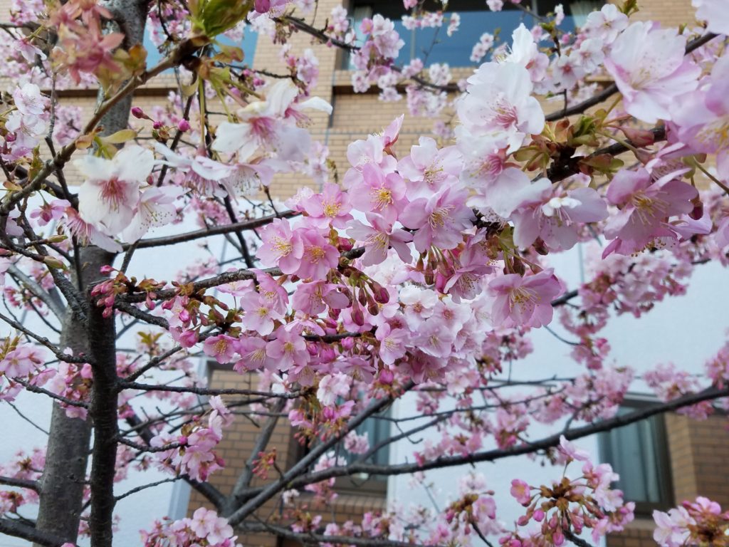 梅の花