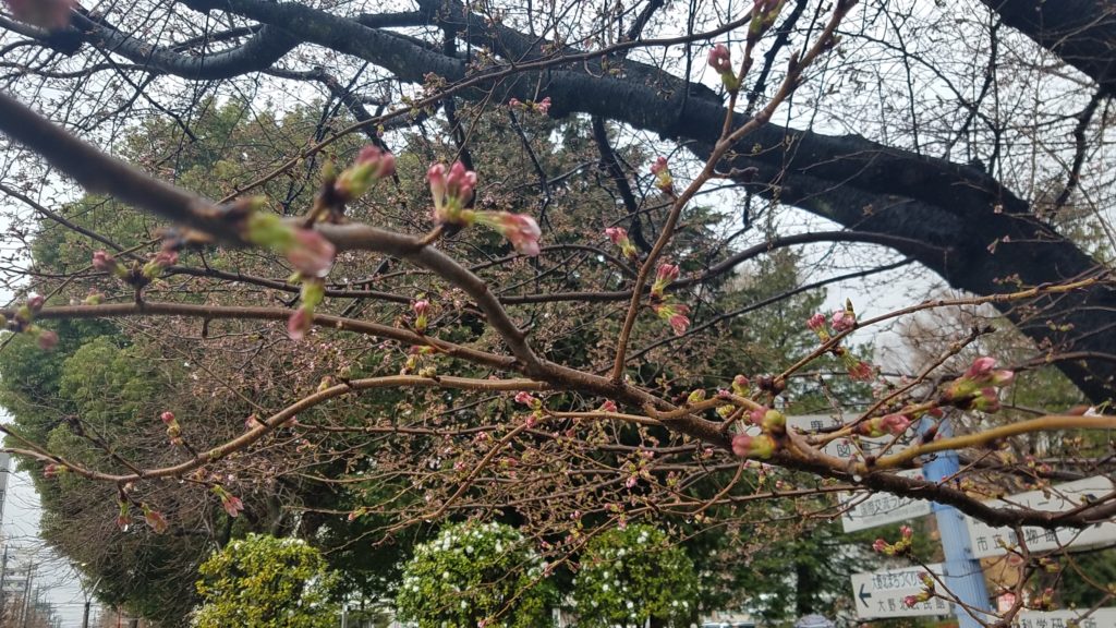 桜の木