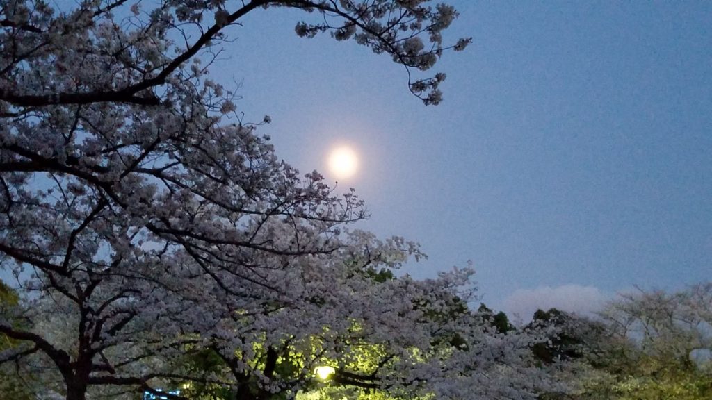 お花見会