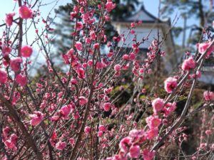 梅の花