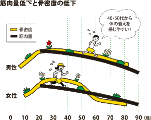 筋肉量低下と骨密度の低下